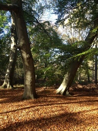 Autumn-2012-1.JPG