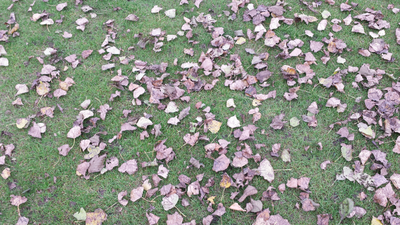 millions-of-leaves.png
