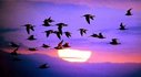 migrating-birds.jpg