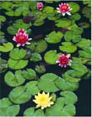 Here are some water lilies...