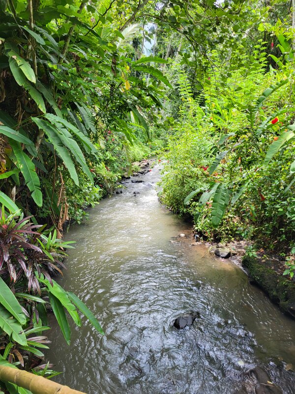 Krikilan - Plantage 17 - Peaceful stream again.
