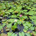 Yogjakarta - Lily pond.