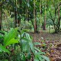 Bogor Botanical garden 1.
