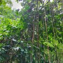 Bogor Botanical garden 2.