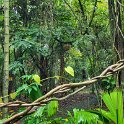Bogor Botanical garden 3.