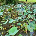 Bogor Botanical garden 5.