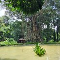 Bogor Botanical garden 6.