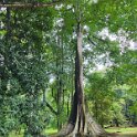 Bogor Botanical garden 7.