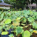 Borobudur - Lily pond.