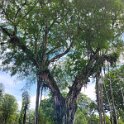 Borobudur - Tree with hanging vines.