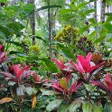 Krikilan - Plantage 7 - Beautiful flowers.