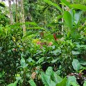 Krikilan - Plantage 8 - Exotic plants everywhere.