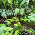 Krikilan - Plantage 9 - Coffee plant.