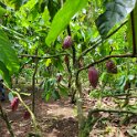 Krikilan - Plantage 15 - Cocoa plants.