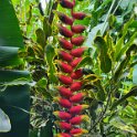 Krikilan - Plantage 20 - Parrots Beak.
