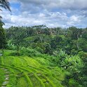 Ubud jungle swing - where we had lunch with a nice view.