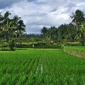 Ubud - Touring the countryside - More wonderful rice fields.
