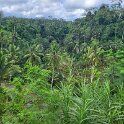 Pura Gunung Kawi 4 - View of the thick jungle.
