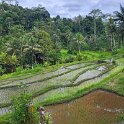 Pura Gunung Kawi 5 - Rice fields.