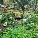 Pura Gunung Kawi 10 - Thick jungle.