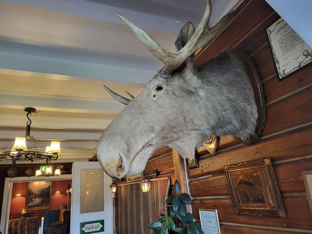Vradal - Moose head in the hotel lounge.