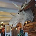 Vradal - Moose head in the hotel lounge.