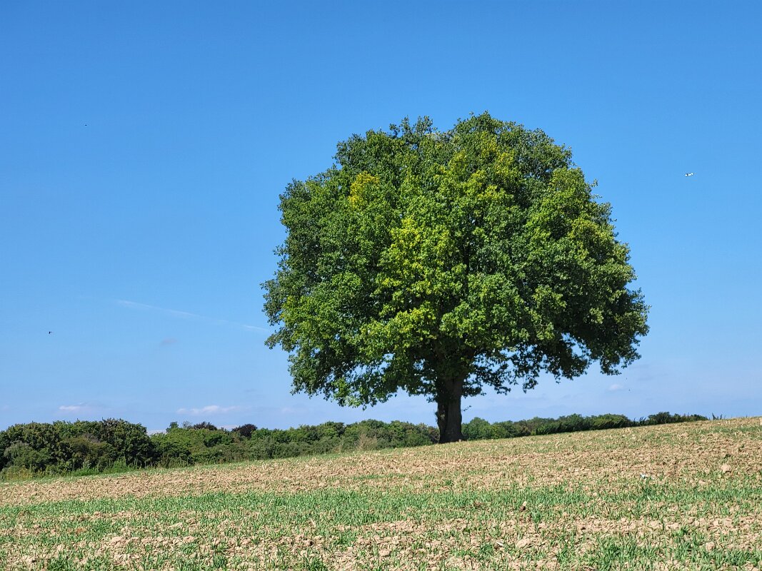 Waterloo - Loenly tree.
