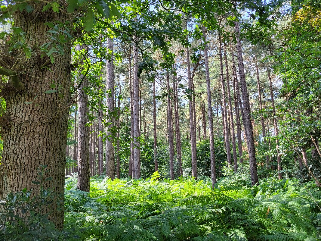 Passchendaele - The woods nearby.