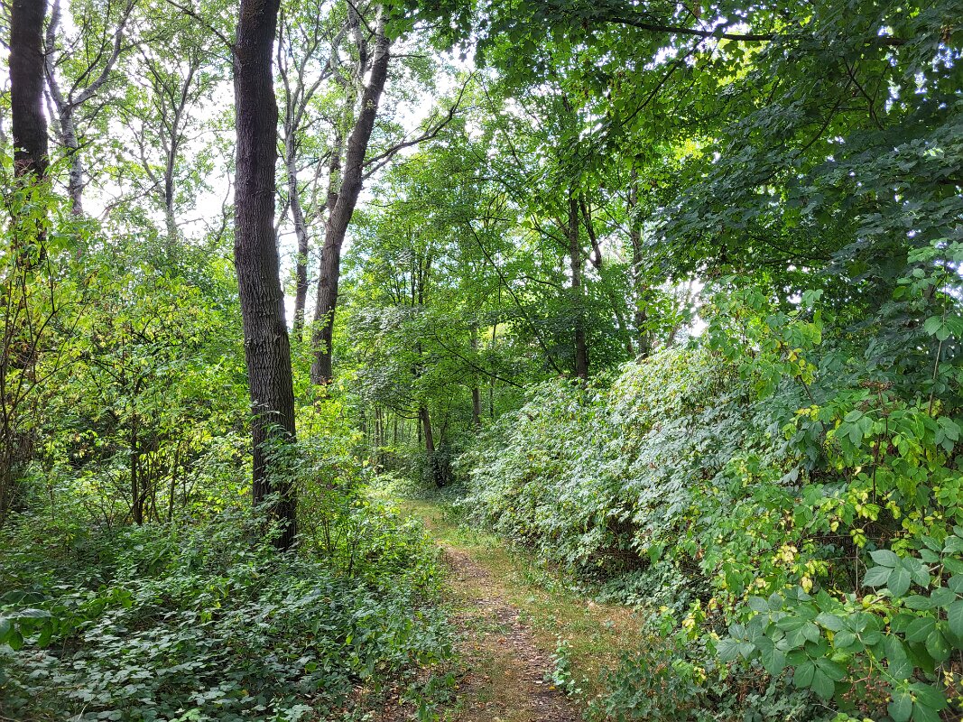 Passchendaele - More peaceful woods.